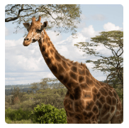 Animal Safari